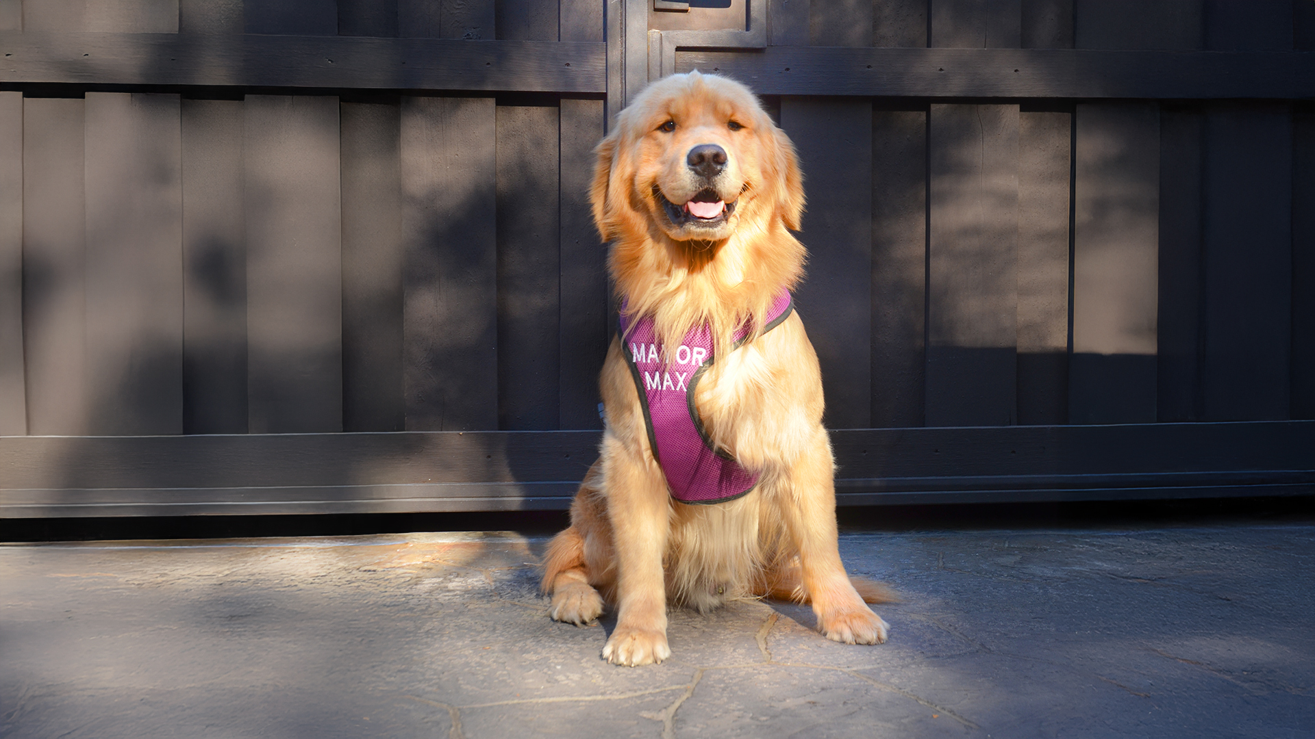 Mayor Max on duty at Idyllwild Brewpub restaurant and bar in Idyllwild, California