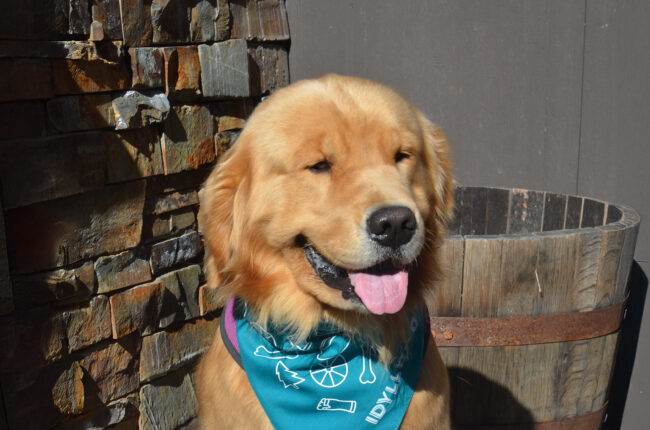 Mayor Max wearing his Idyllwild Brewpub bandana at the local restaurant