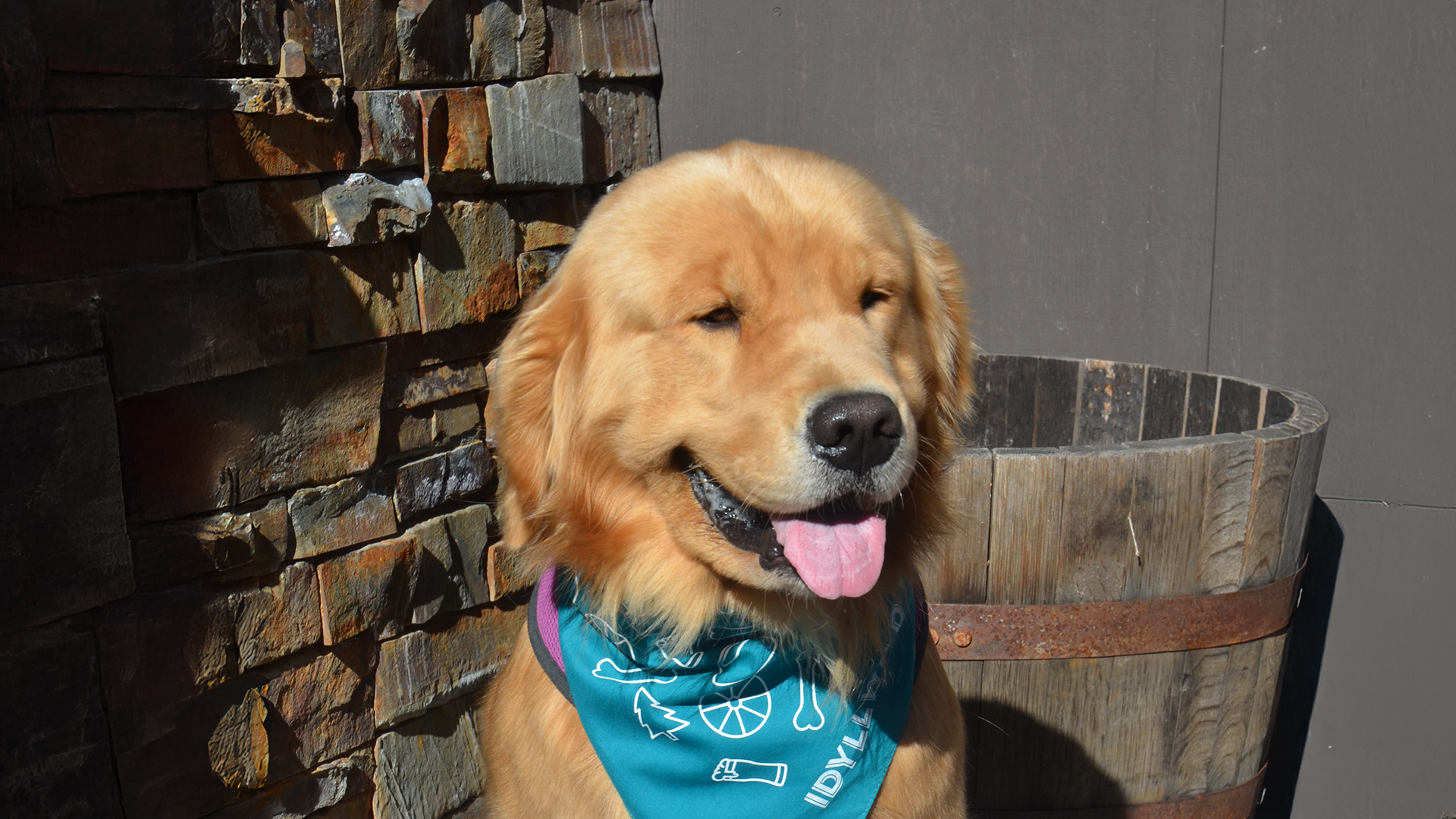 Mayor Max wearing his Idyllwild Brewpub bandana at the local restaurant