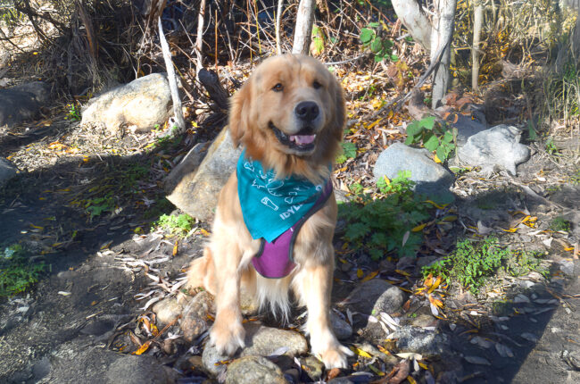 Mayor Max of Idyllwild California visits Strawberry Creek Trail, one of the area's easy hiking trails, before lunch at the best restaurant in Idyllwild, Idyllwild Brewpub