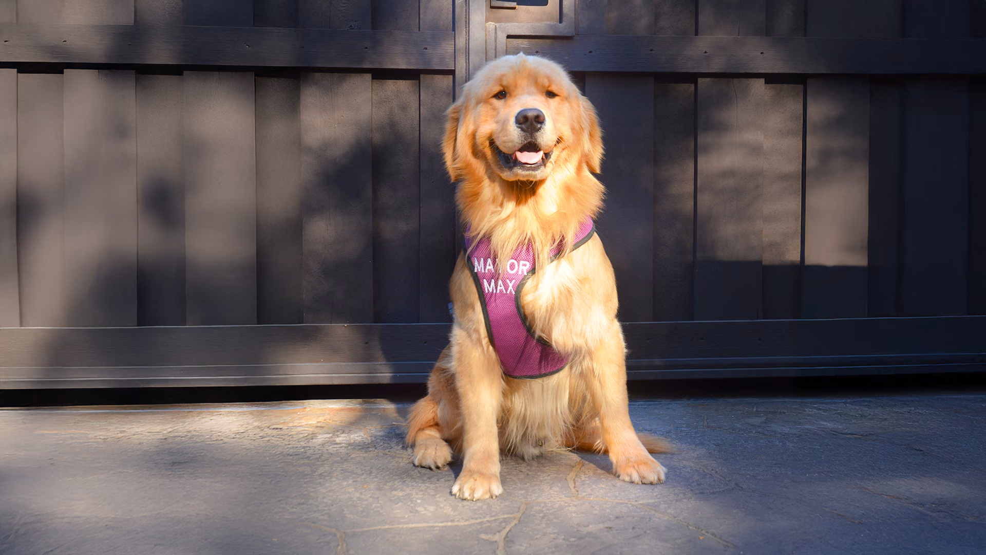 Mayor Max, a golden retriever, sitting in his purple Mayor Max harness