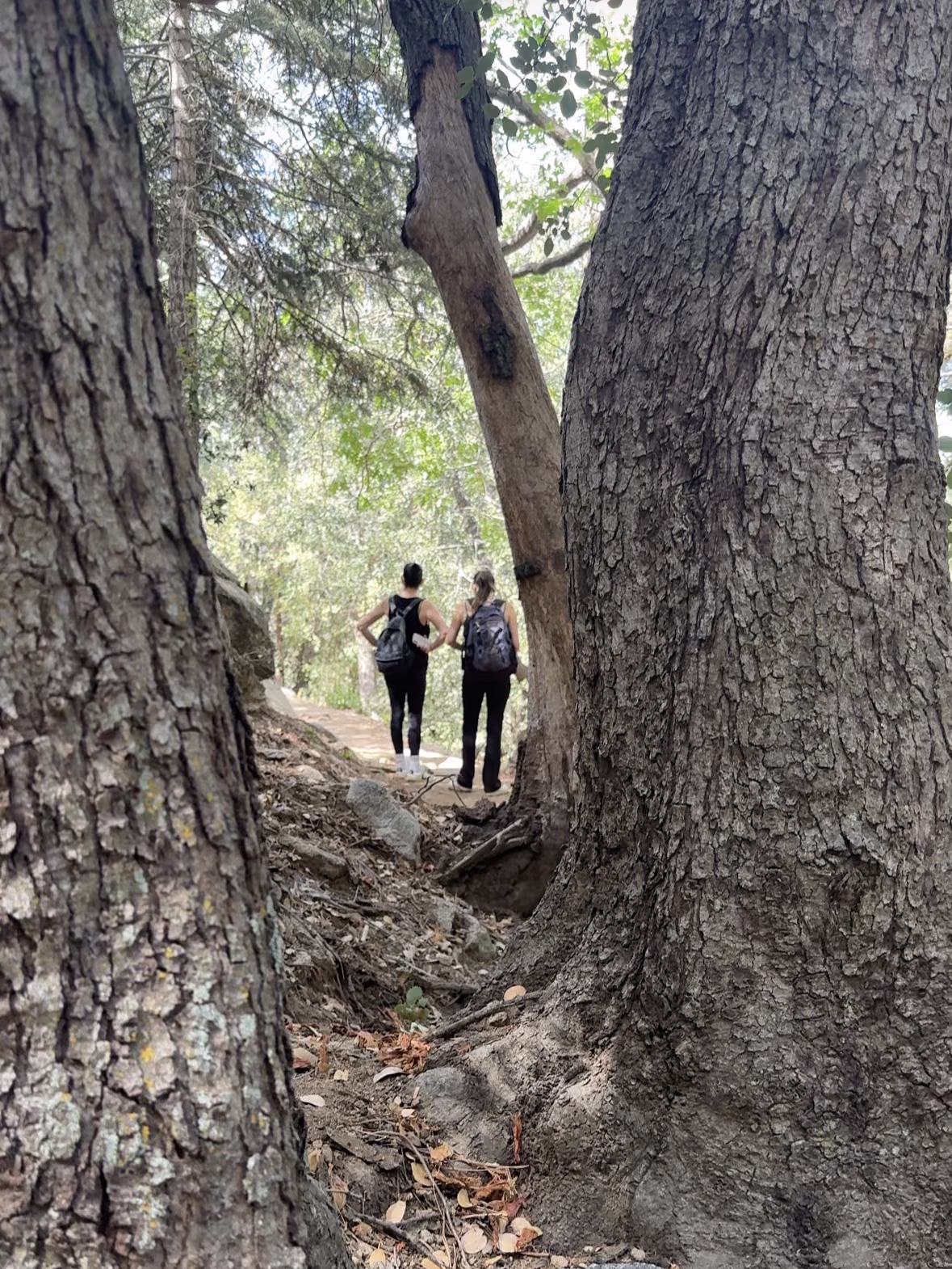 Two hikers on a shaded trail between large pine trunks