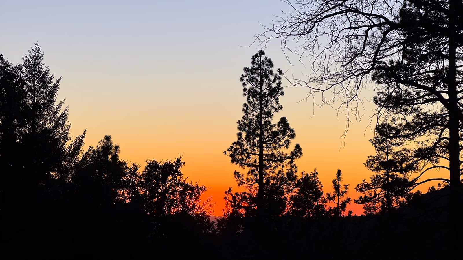 Pine silhouettes against an orange sunset sky